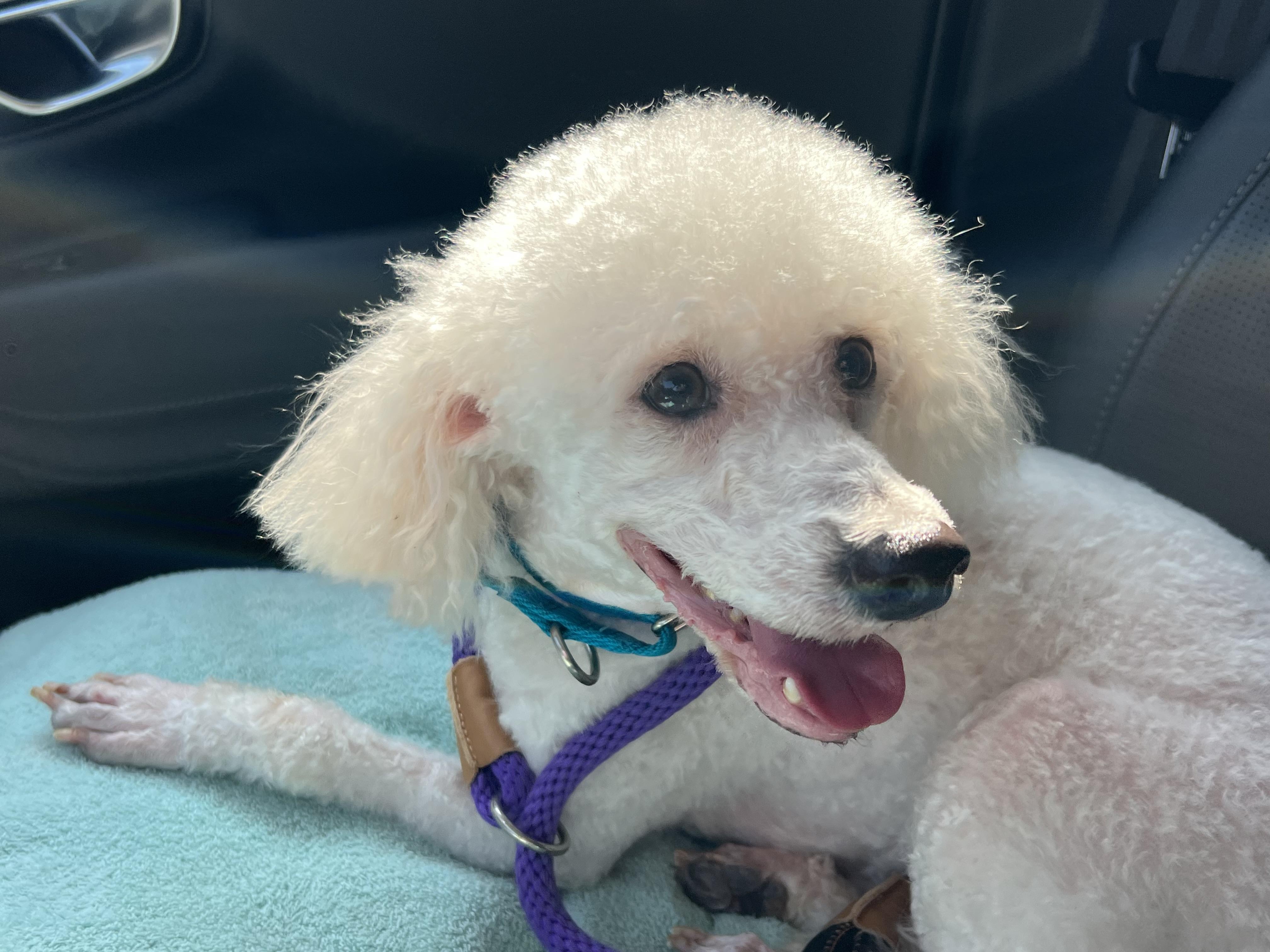 Enlarge Finian, a Adoptable Miniature Poodle in Bellaire, TX image 2/6