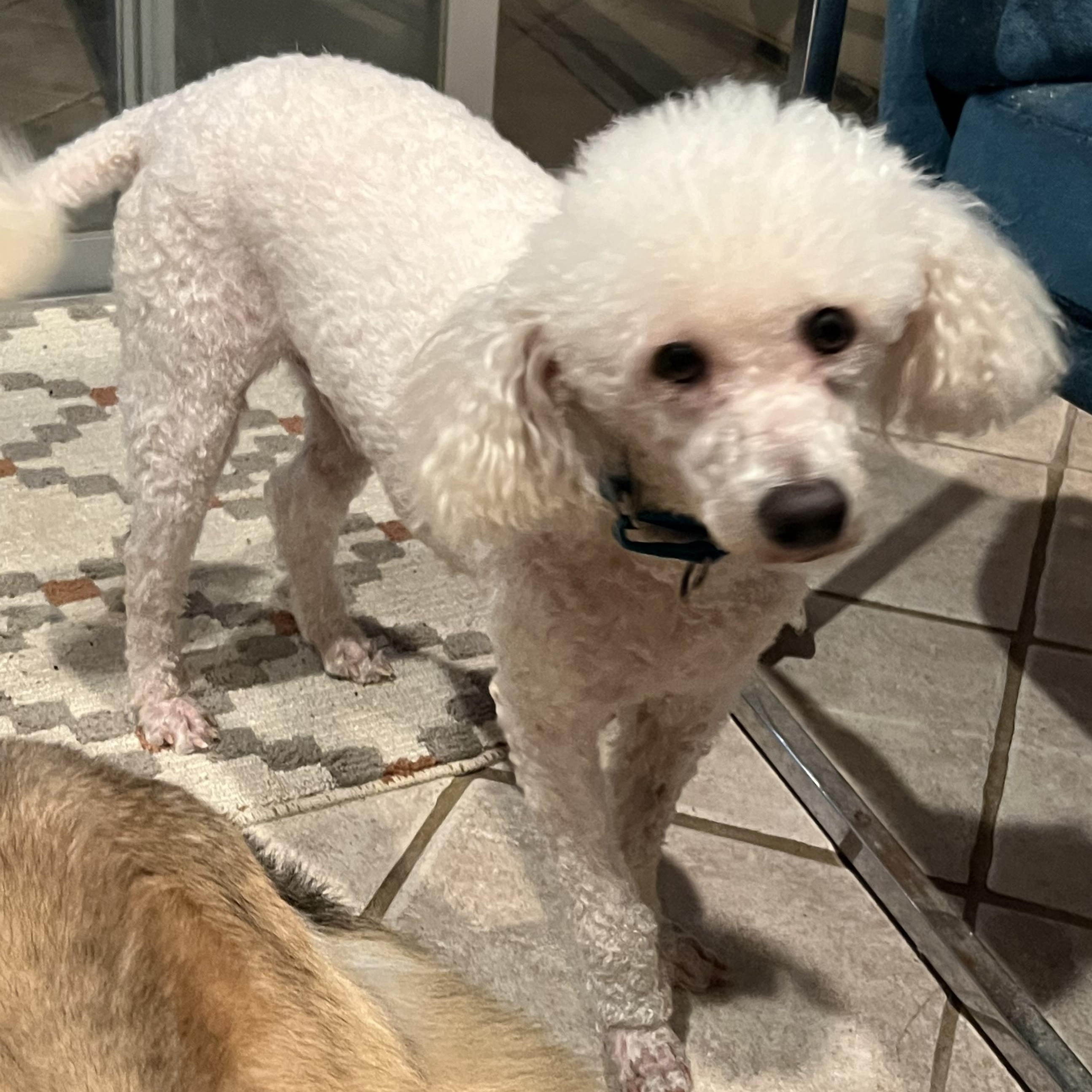 Enlarge Finian, a Adoptable Miniature Poodle in Bellaire, TX image 5/6