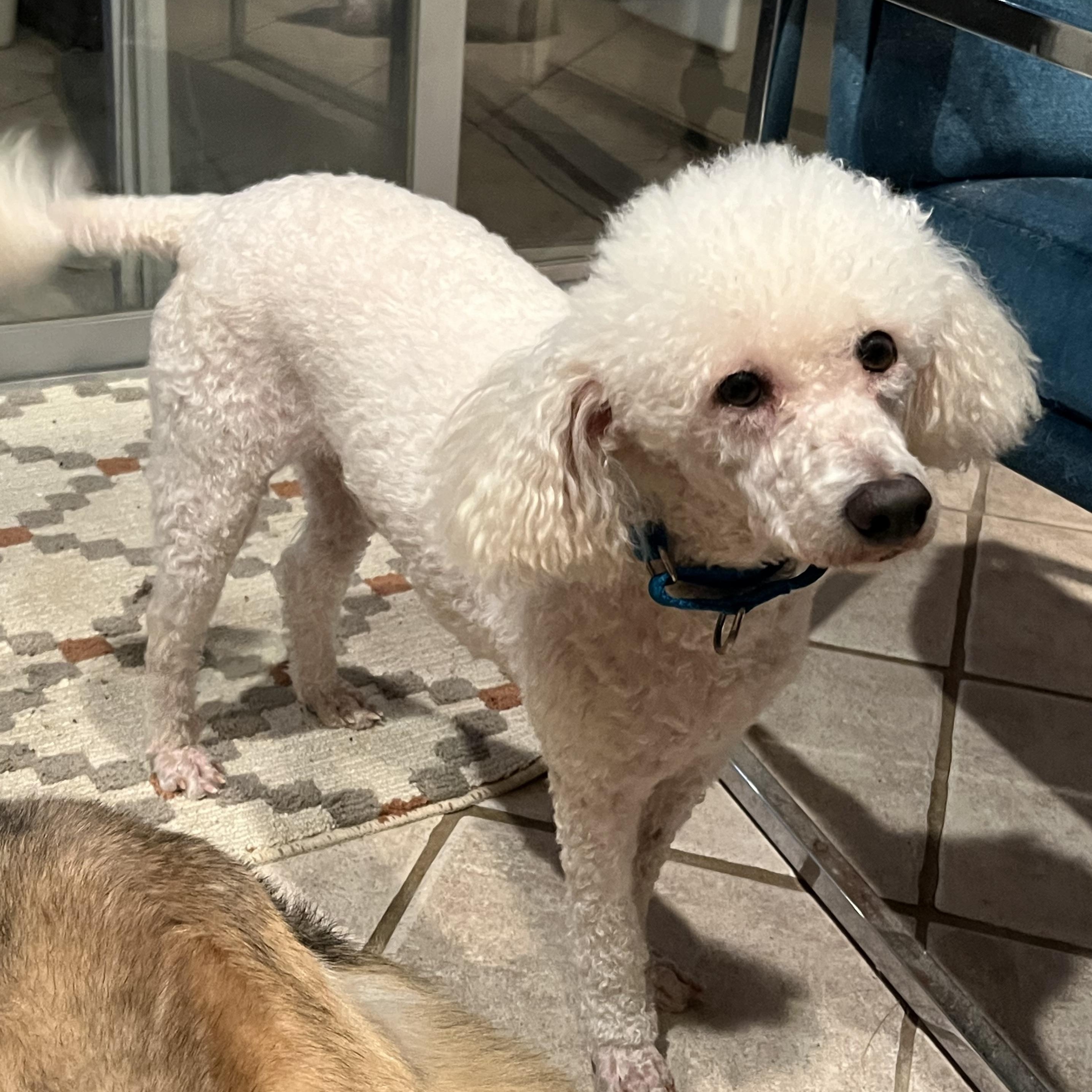 Enlarge Finian, a Adoptable Miniature Poodle in Bellaire, TX image 3/6