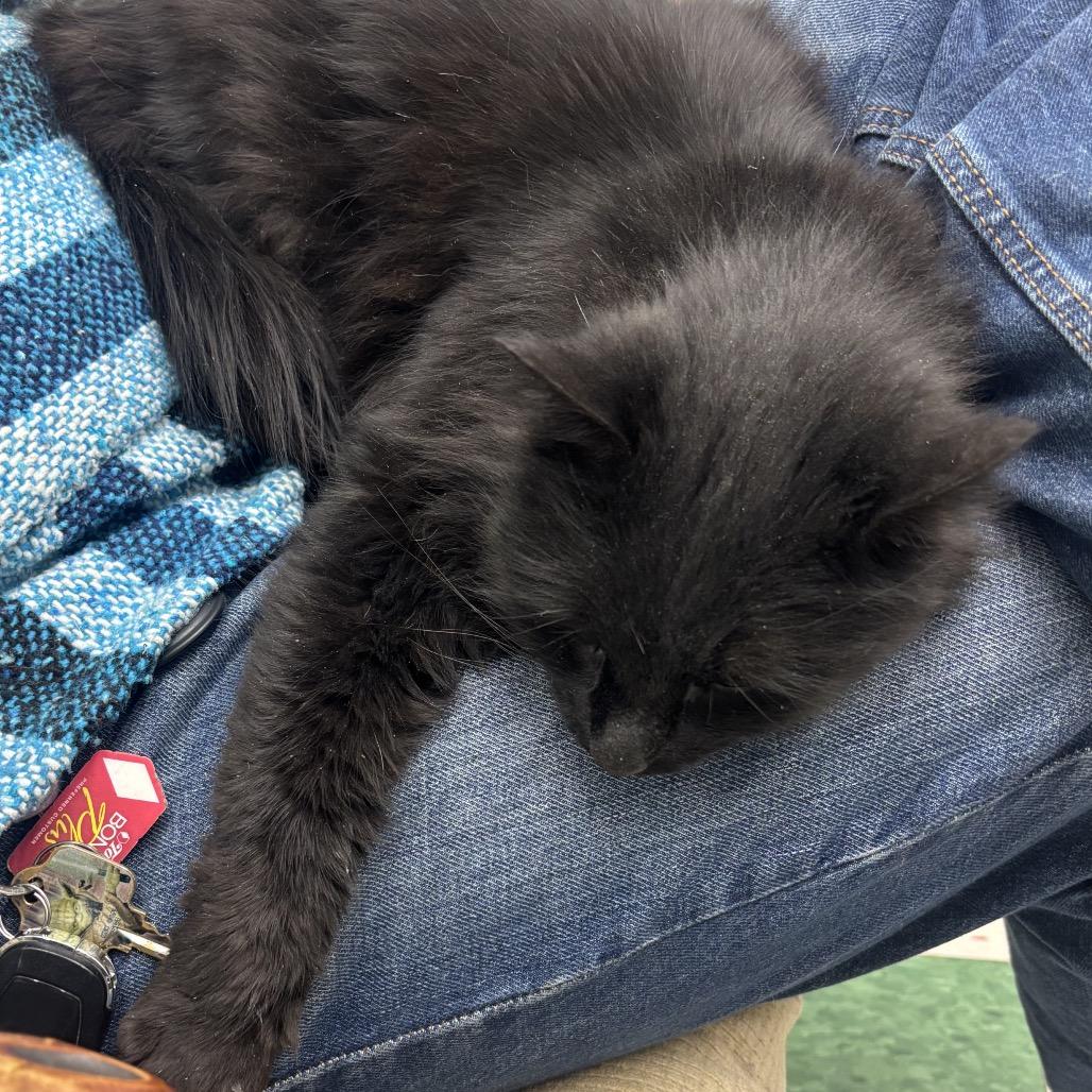 Amya, Adoptable, Adult Female Domestic Long Hair.