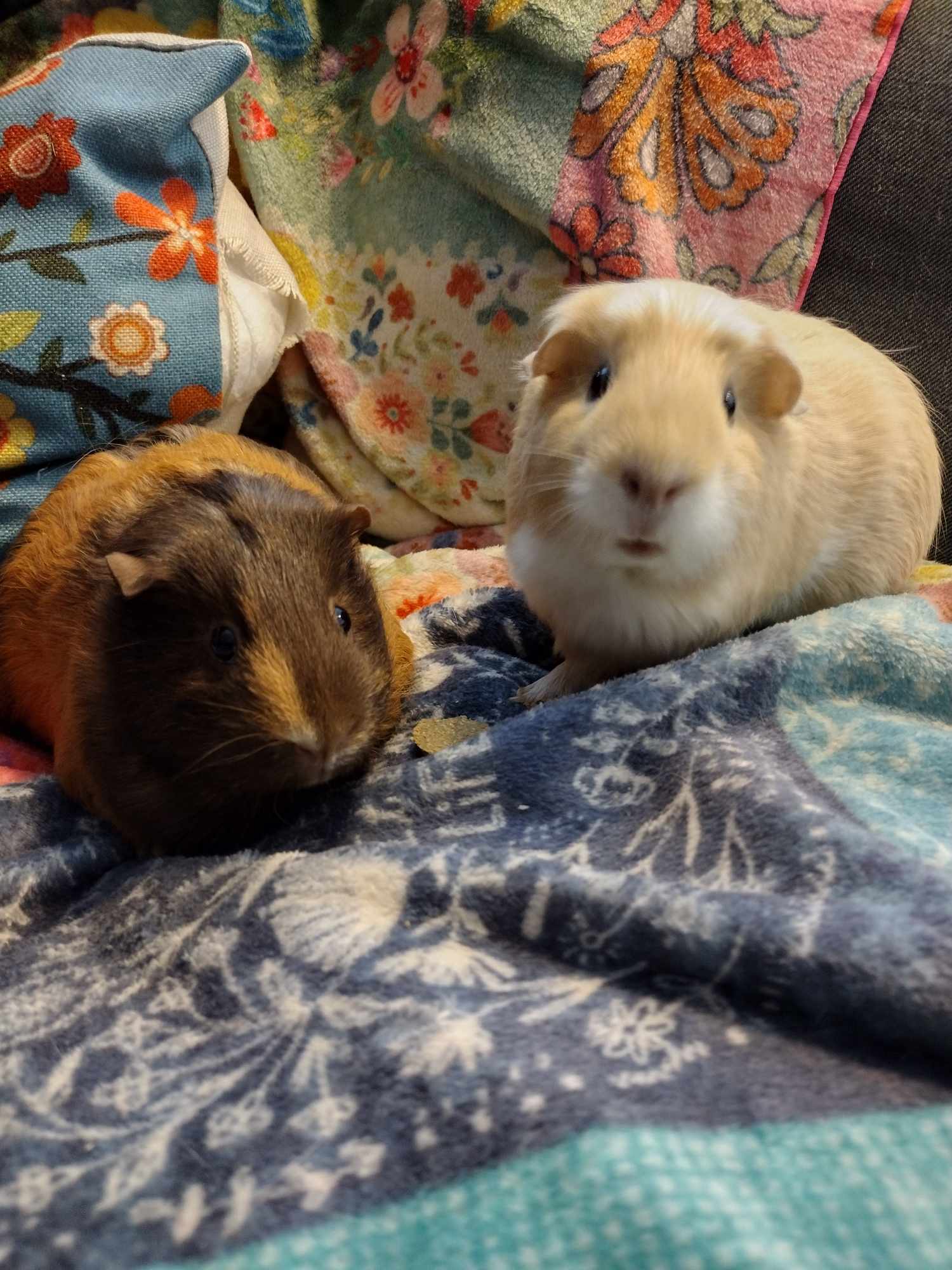 Meg and Cupcake, Adult Female unknown