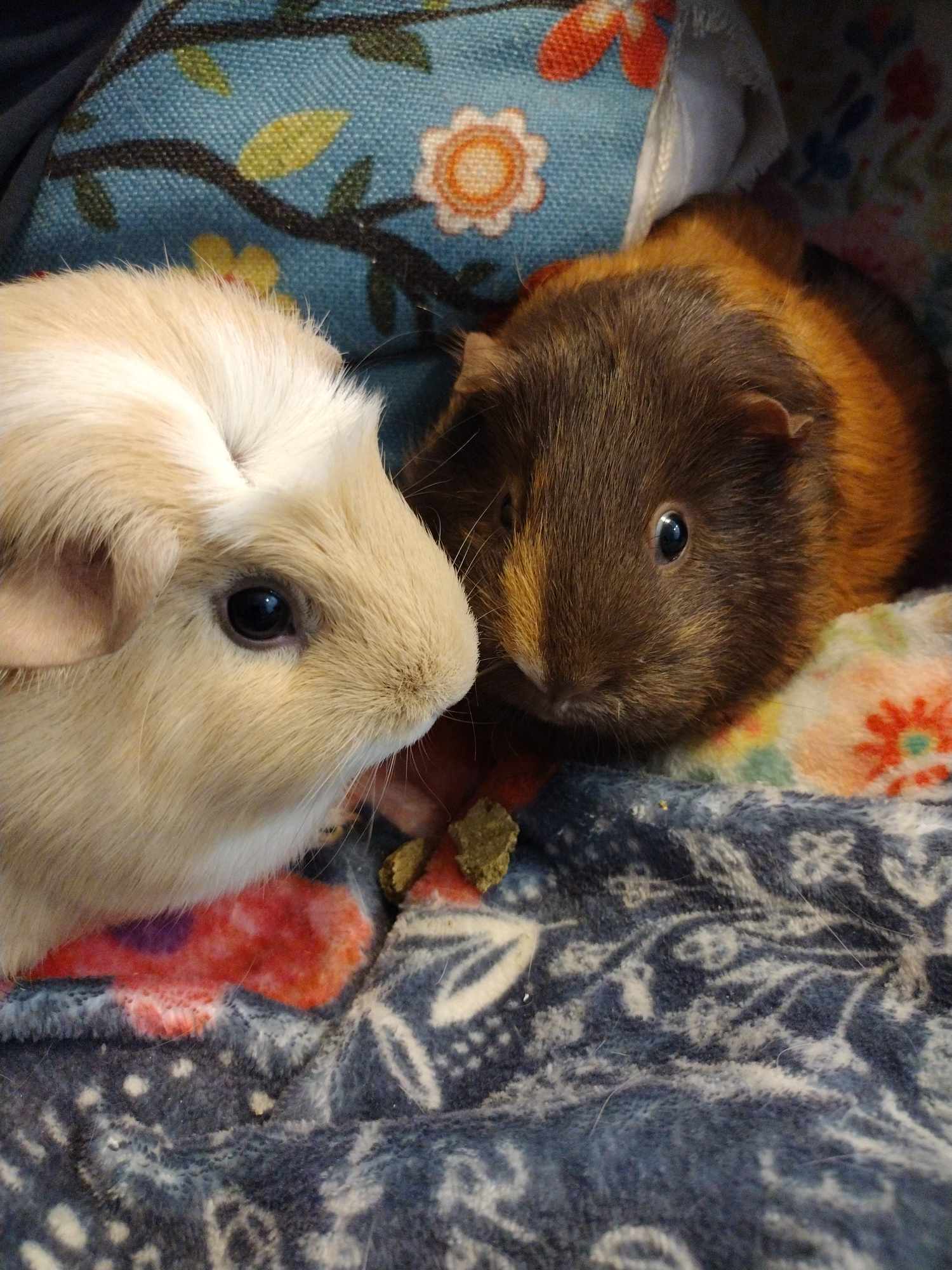 Meg and Cupcake photo 2