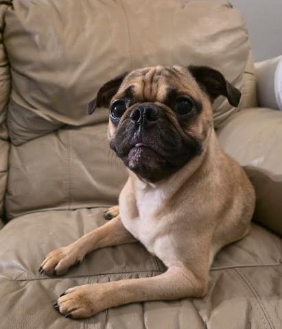 Polo, an adopted mixed breed in Portland, OR image 5/6
