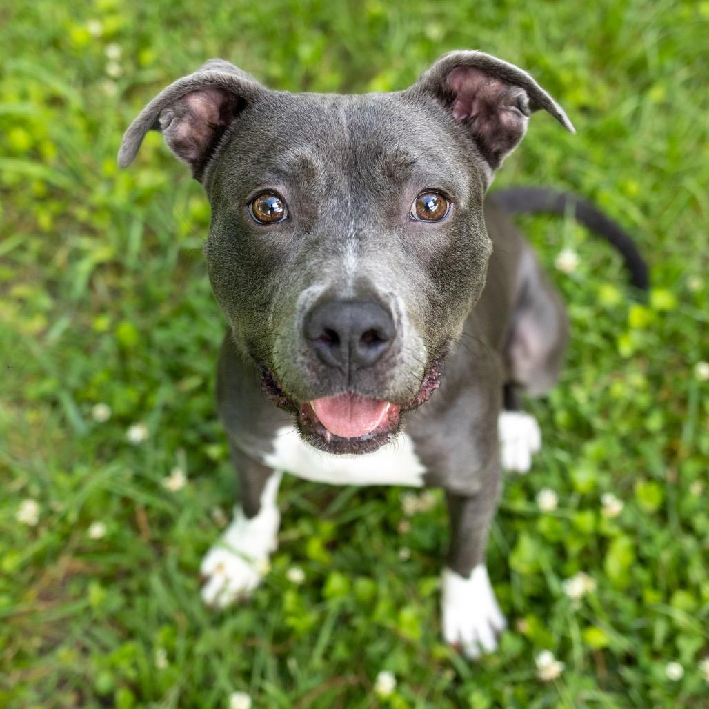 Enlarge Junie, a Adoptable mixed breed in Durham, NC image 1/6
