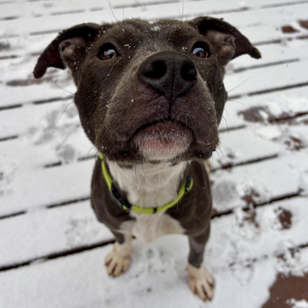 Junie, Adoptable, Adult Female Mixed Breed.