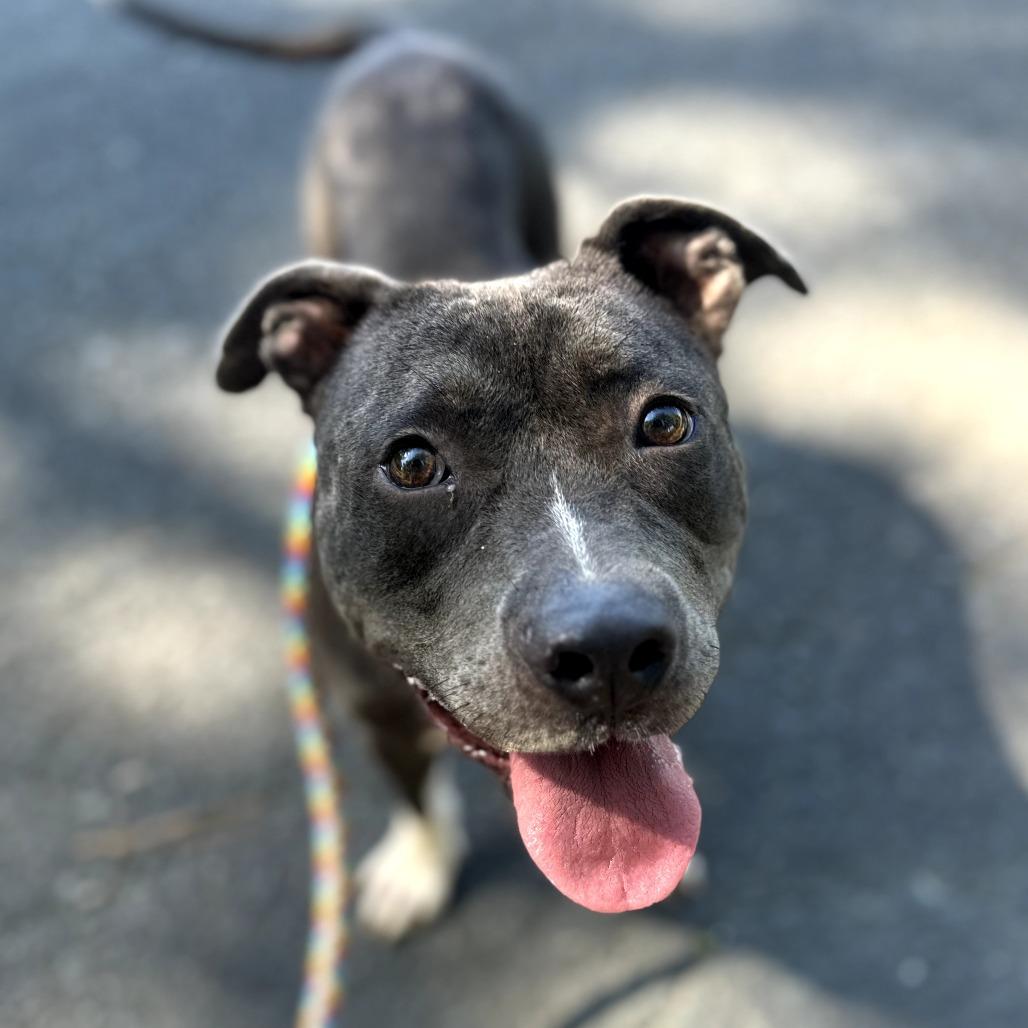 Junie, Adoptable, Adult Female Mixed Breed.