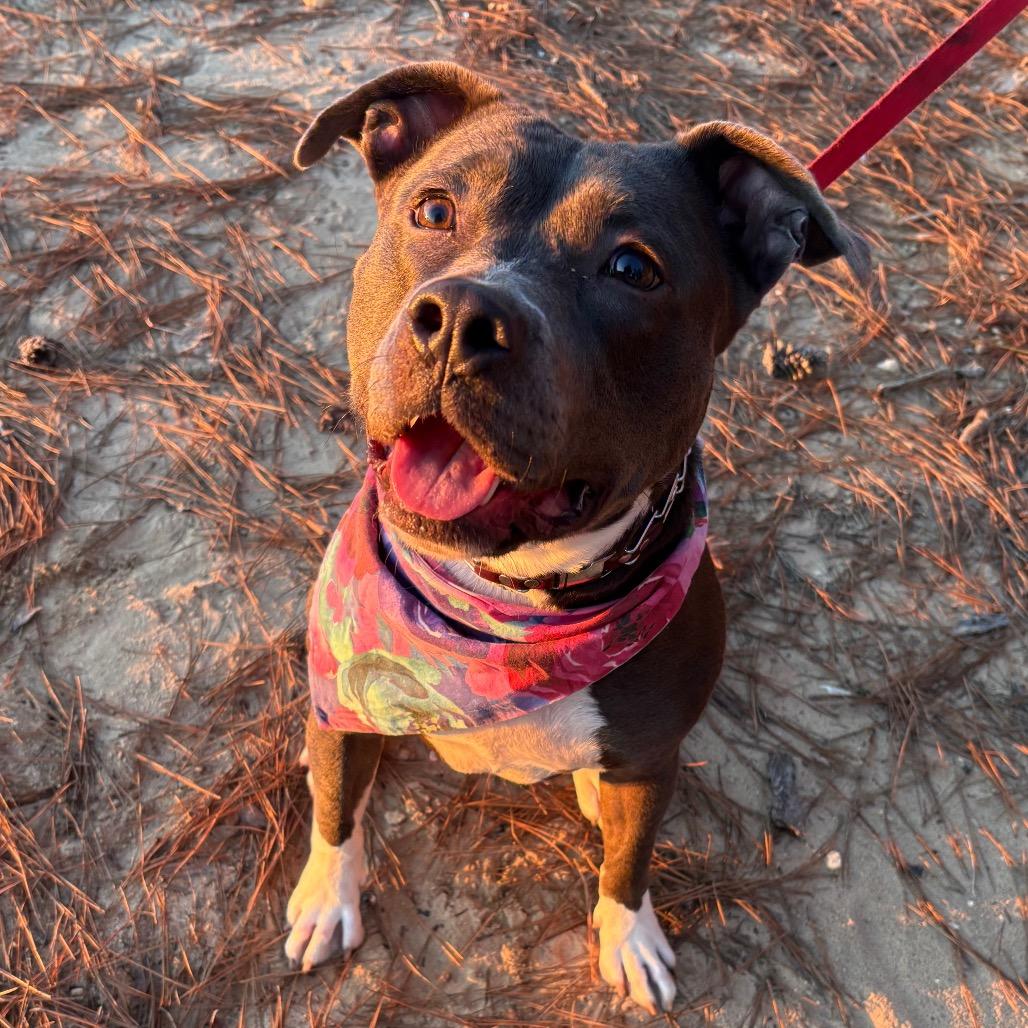 Enlarge Junie, a Adoptable mixed breed in Durham, NC image 2/6