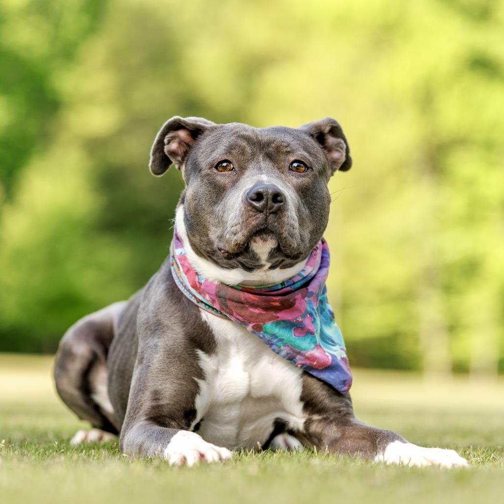 Enlarge Junie, a Adoptable mixed breed in Durham, NC image 1/6