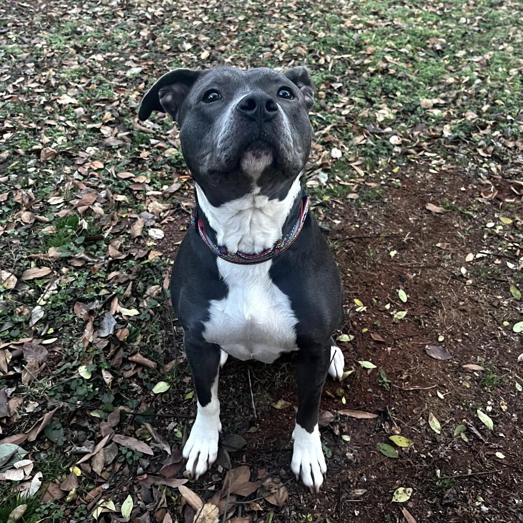 Enlarge Junie, a Adoptable mixed breed in Durham, NC image 2/6