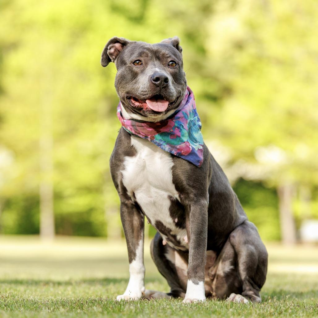 Enlarge Junie, a Adoptable mixed breed in Durham, NC image 2/6