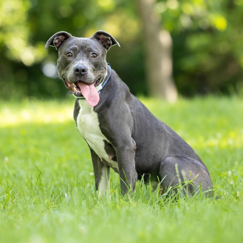 Enlarge Junie, a Adoptable mixed breed in Durham, NC image 3/6