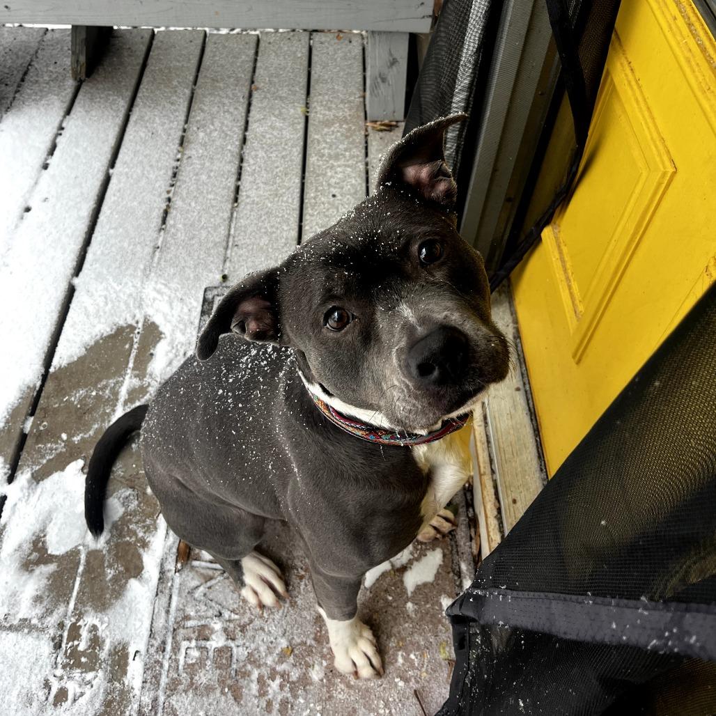 Enlarge Junie, a Adoptable mixed breed in Durham, NC image 3/6