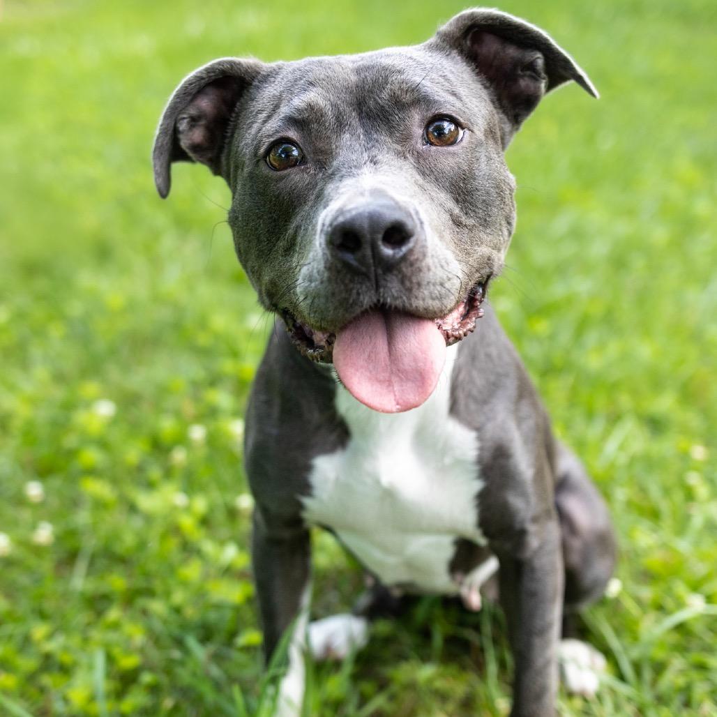 Enlarge Junie, a Adoptable mixed breed in Durham, NC image 4/6