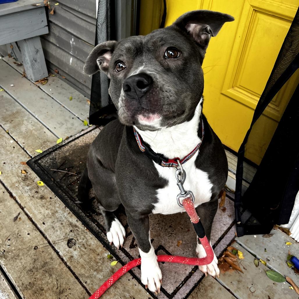 Enlarge Junie, a Adoptable mixed breed in Durham, NC image 4/6