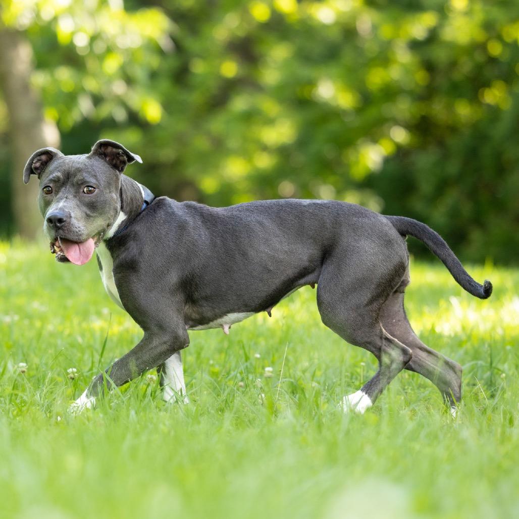 Enlarge Junie, a Adoptable mixed breed in Durham, NC image 5/6
