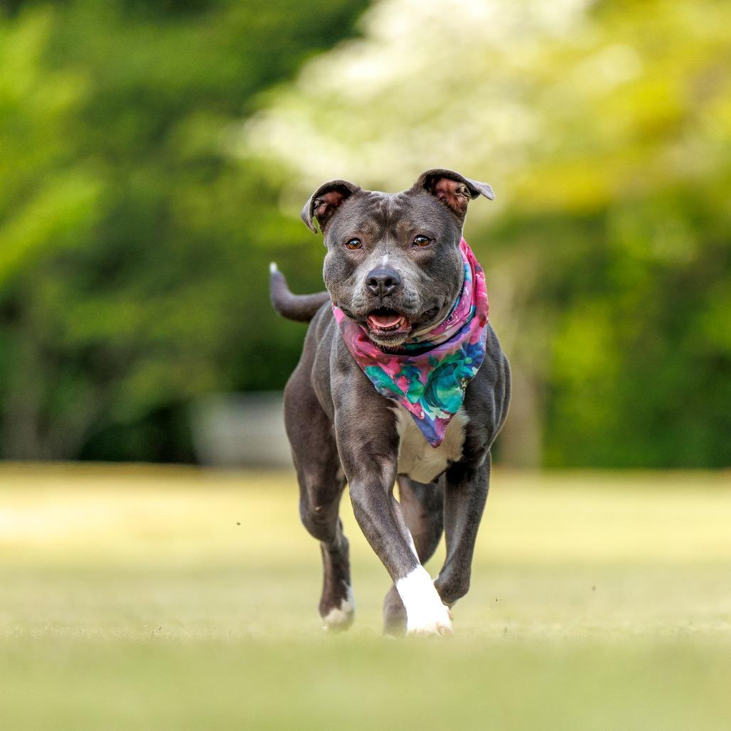 Enlarge Junie, a Adoptable mixed breed in Durham, NC image 5/6