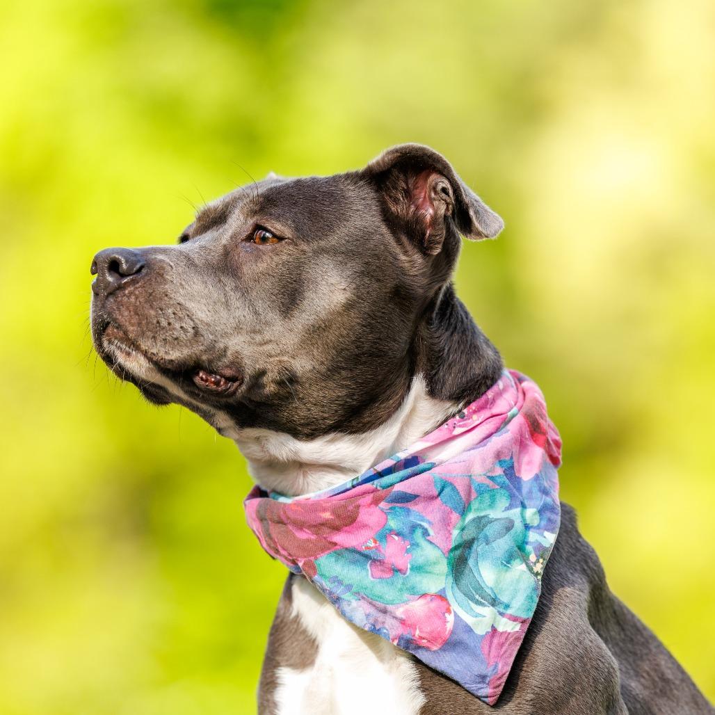 Enlarge Junie, a Adoptable mixed breed in Durham, NC image 6/6