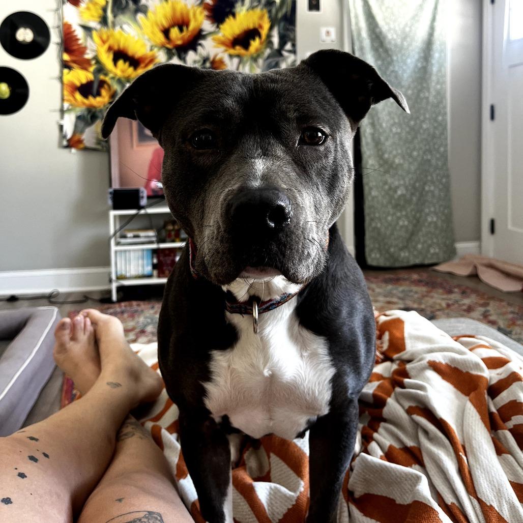 Enlarge Junie, a Adoptable mixed breed in Durham, NC image 5/6