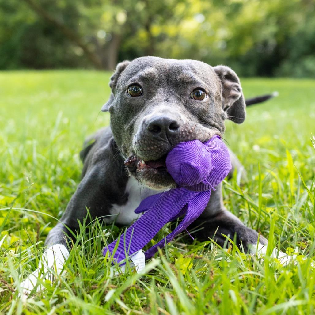 Enlarge Junie, a Adoptable mixed breed in Durham, NC image 6/6