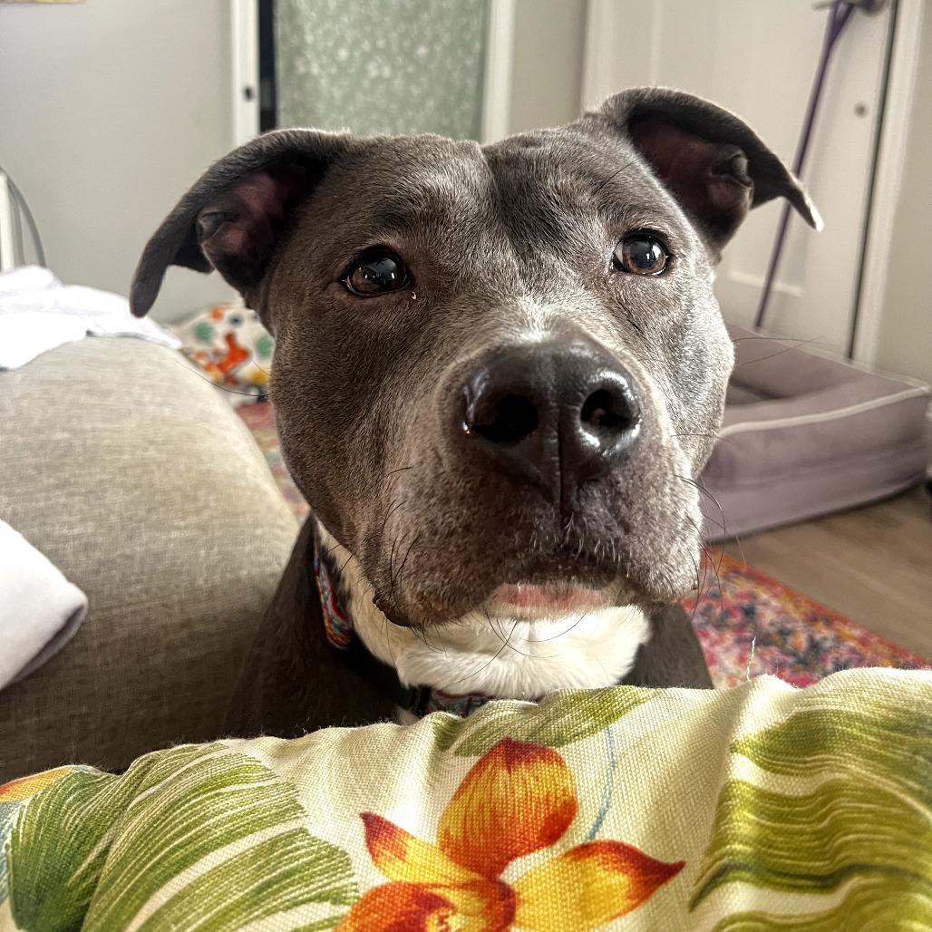 Enlarge Junie, a Adoptable mixed breed in Durham, NC image 6/6