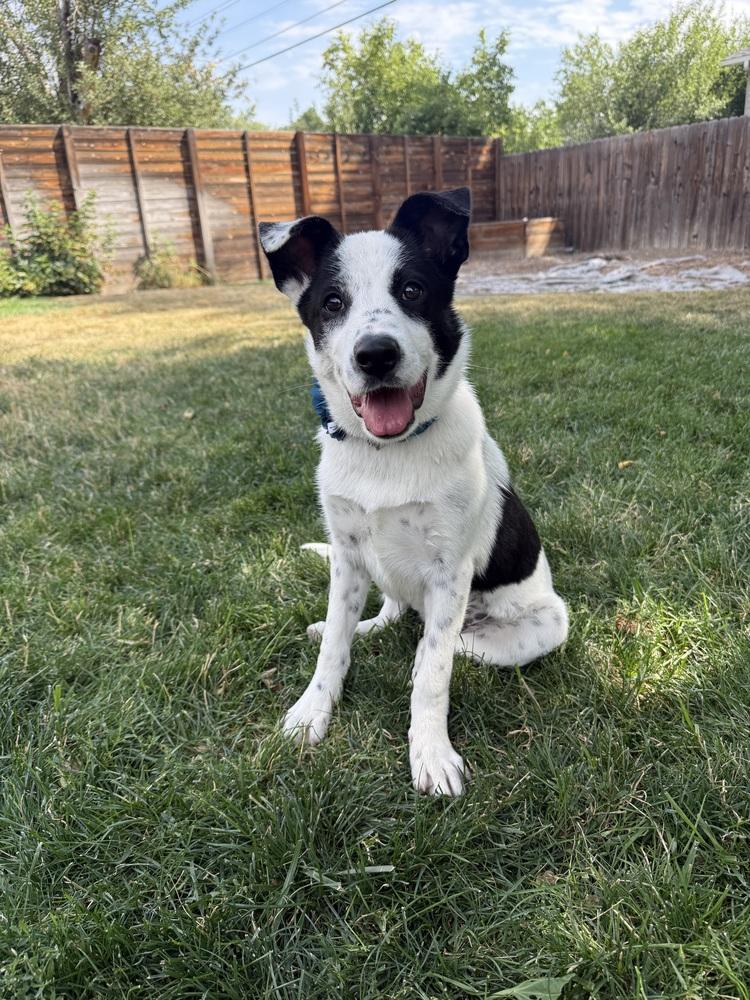 Sprout, Adoptable, Young Female Australian Cattle Dog / Blue Heeler & Border Collie.