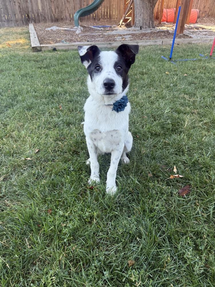 Enlarge Sprout, a Adoptable mixed breed in Littleton, CO image 3/3