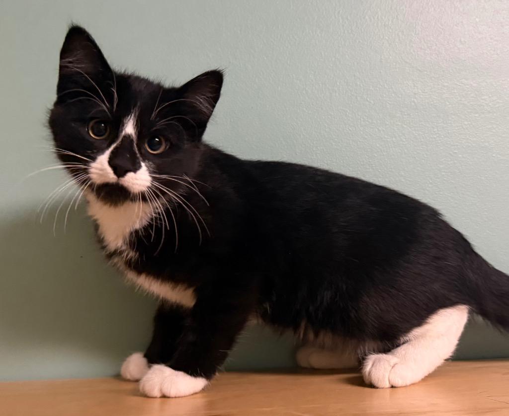 Boots, a Adoptable Domestic Short Hair in Amery, WI image 2/3