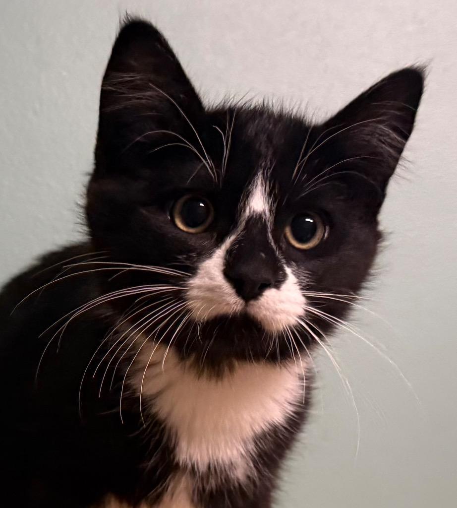 Boots, a Adoptable Domestic Short Hair in Amery, WI image 1/3