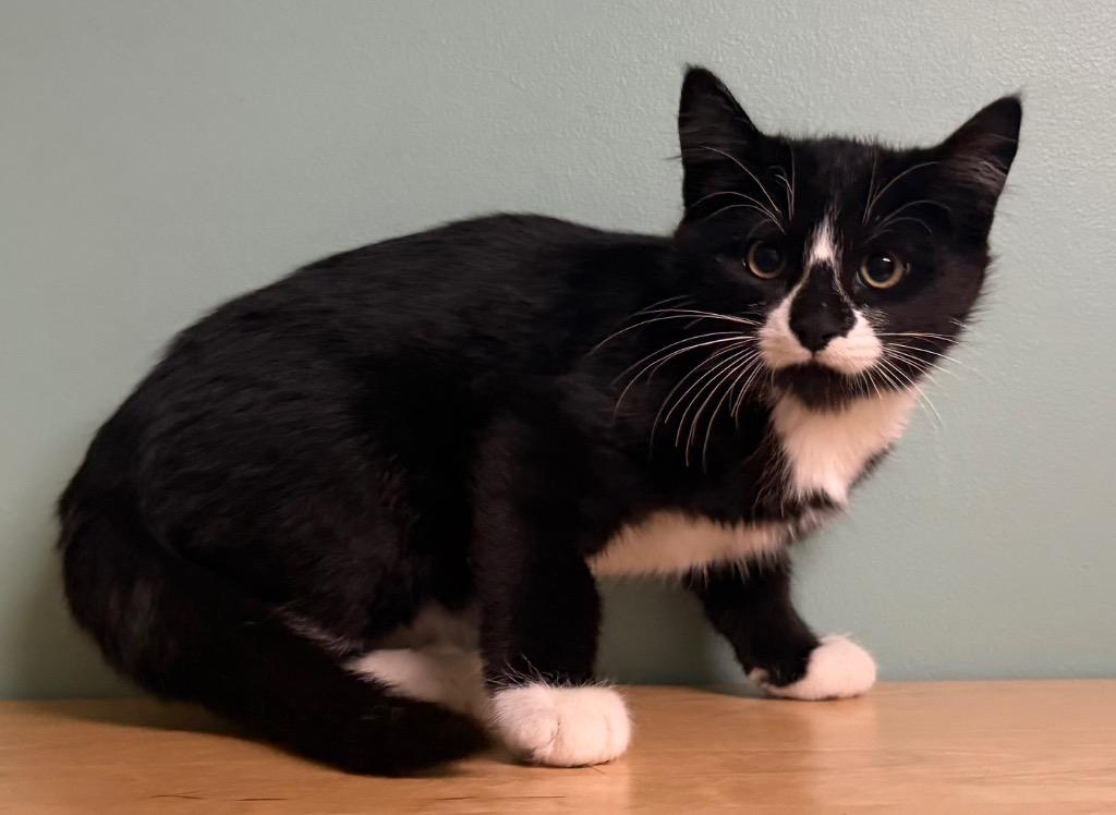 Boots, a Adoptable Domestic Short Hair in Amery, WI image 3/3