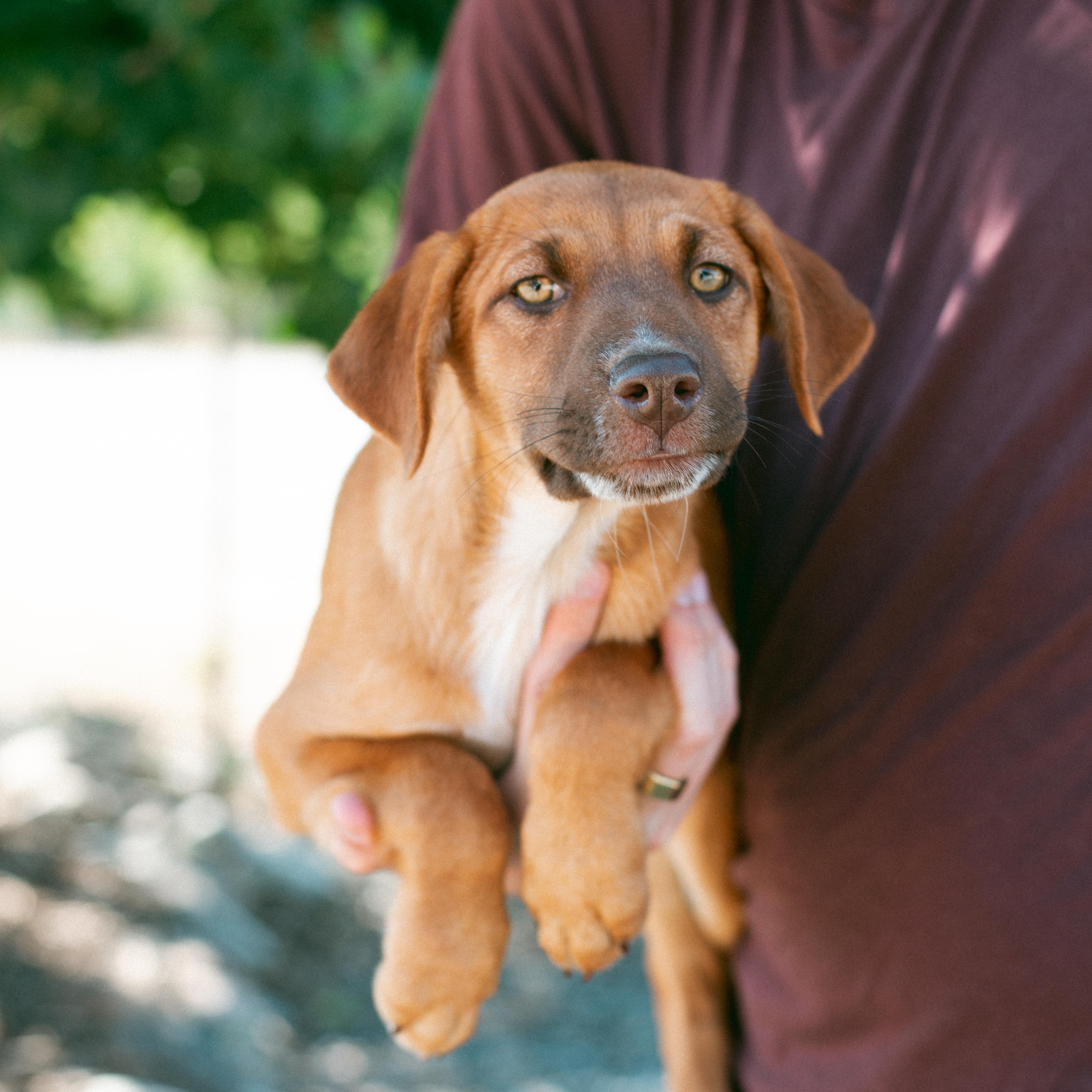 Bean, an adoptable Australian Shepherd in Thayne, WY, 83127 | Photo Image 2