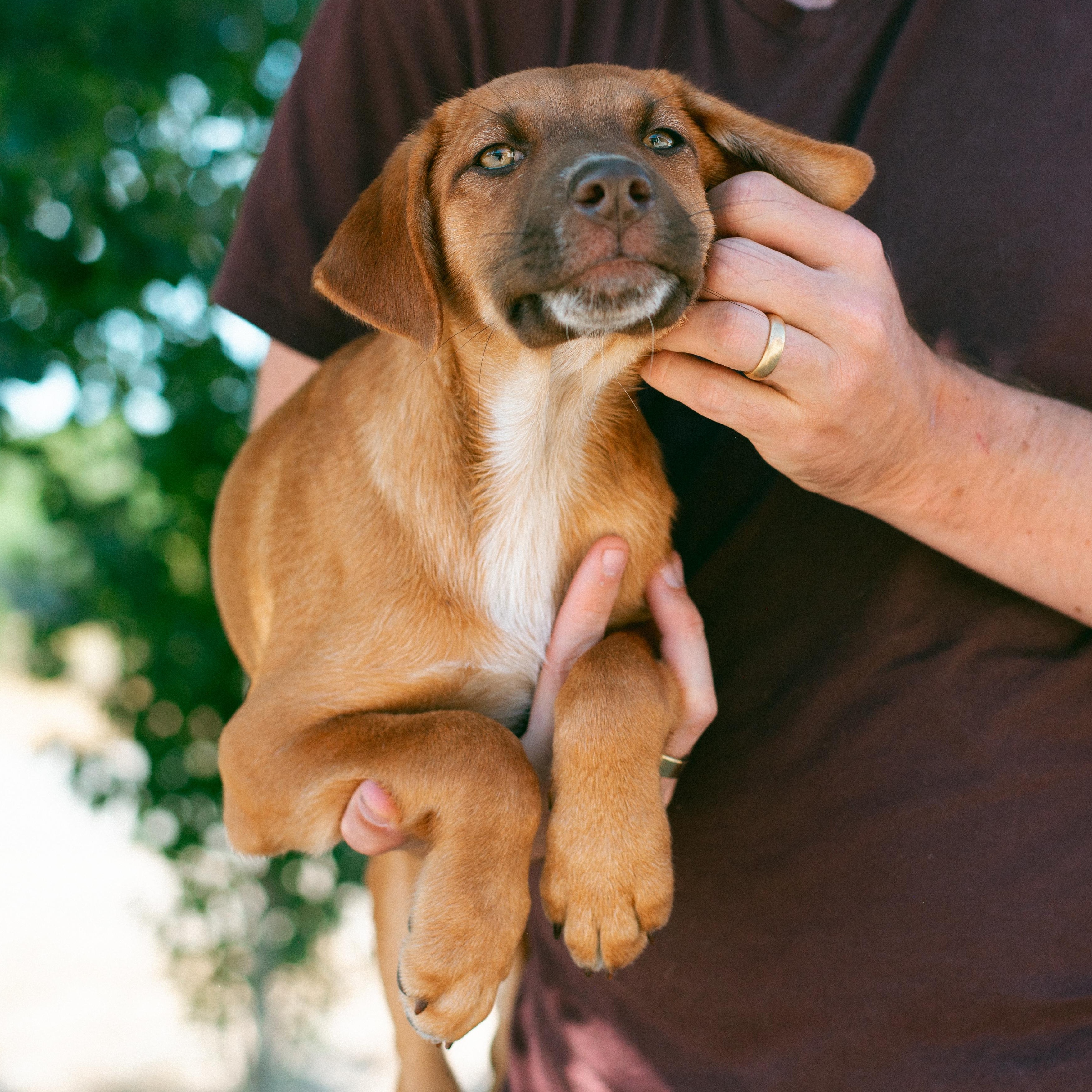 Bean, an adoptable Australian Shepherd in Thayne, WY, 83127 | Photo Image 3