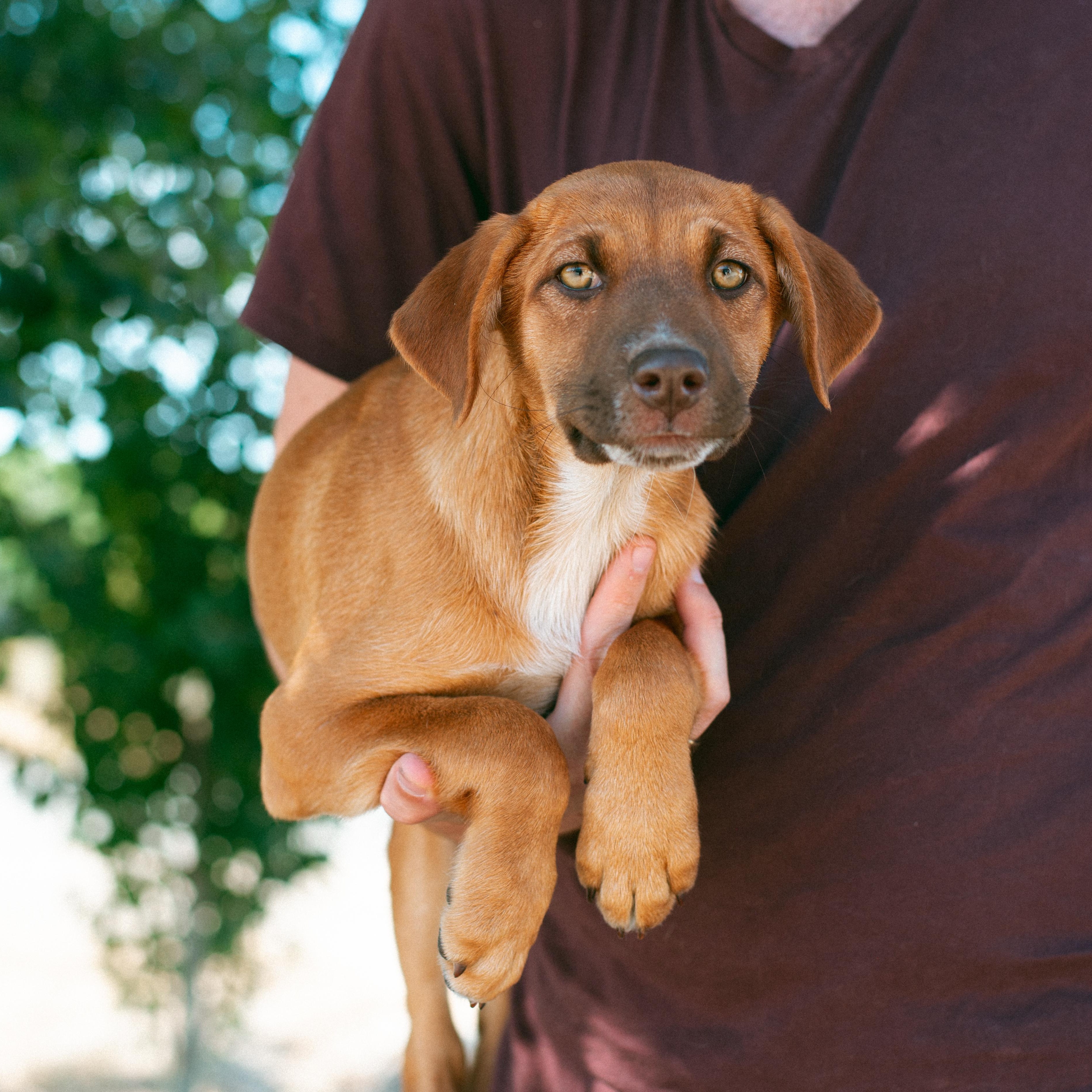Bean, an adoptable Australian Shepherd in Thayne, WY, 83127 | Photo Image 1