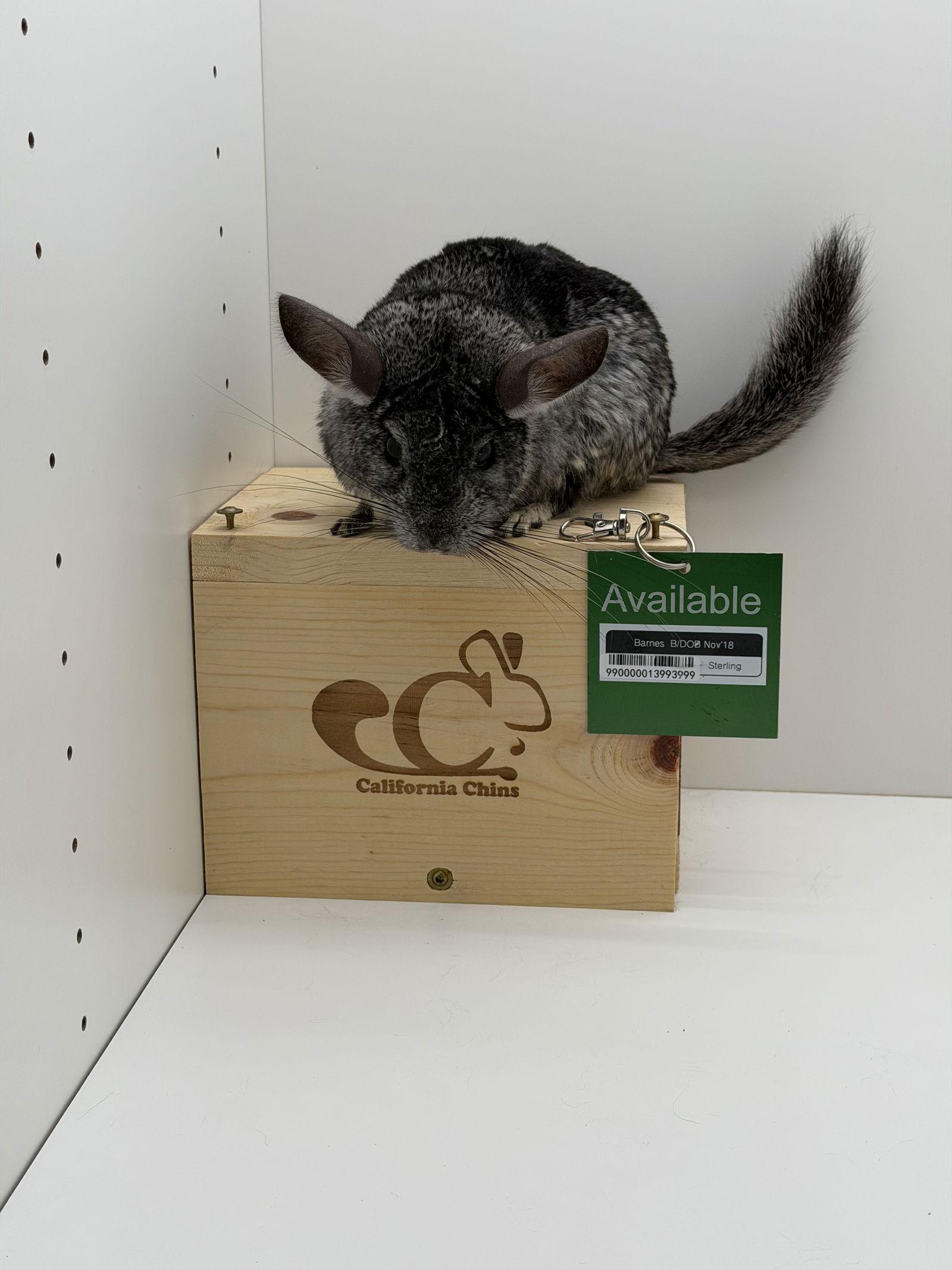 Enlarge Barnes, a Adoptable Chinchilla in Sunnyvale, CA image 1/3