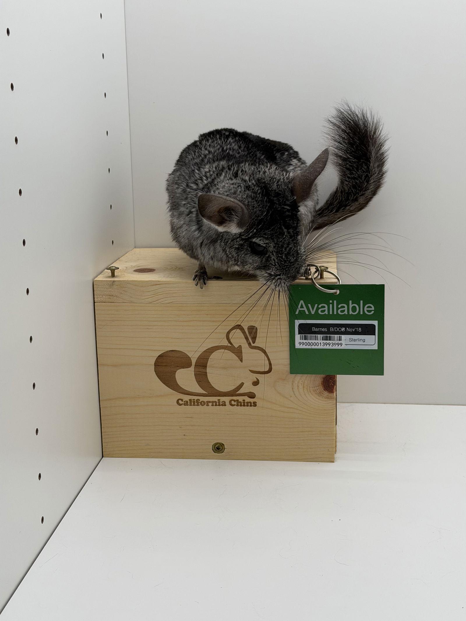 Enlarge Barnes, a Adoptable Chinchilla in Sunnyvale, CA image 2/3