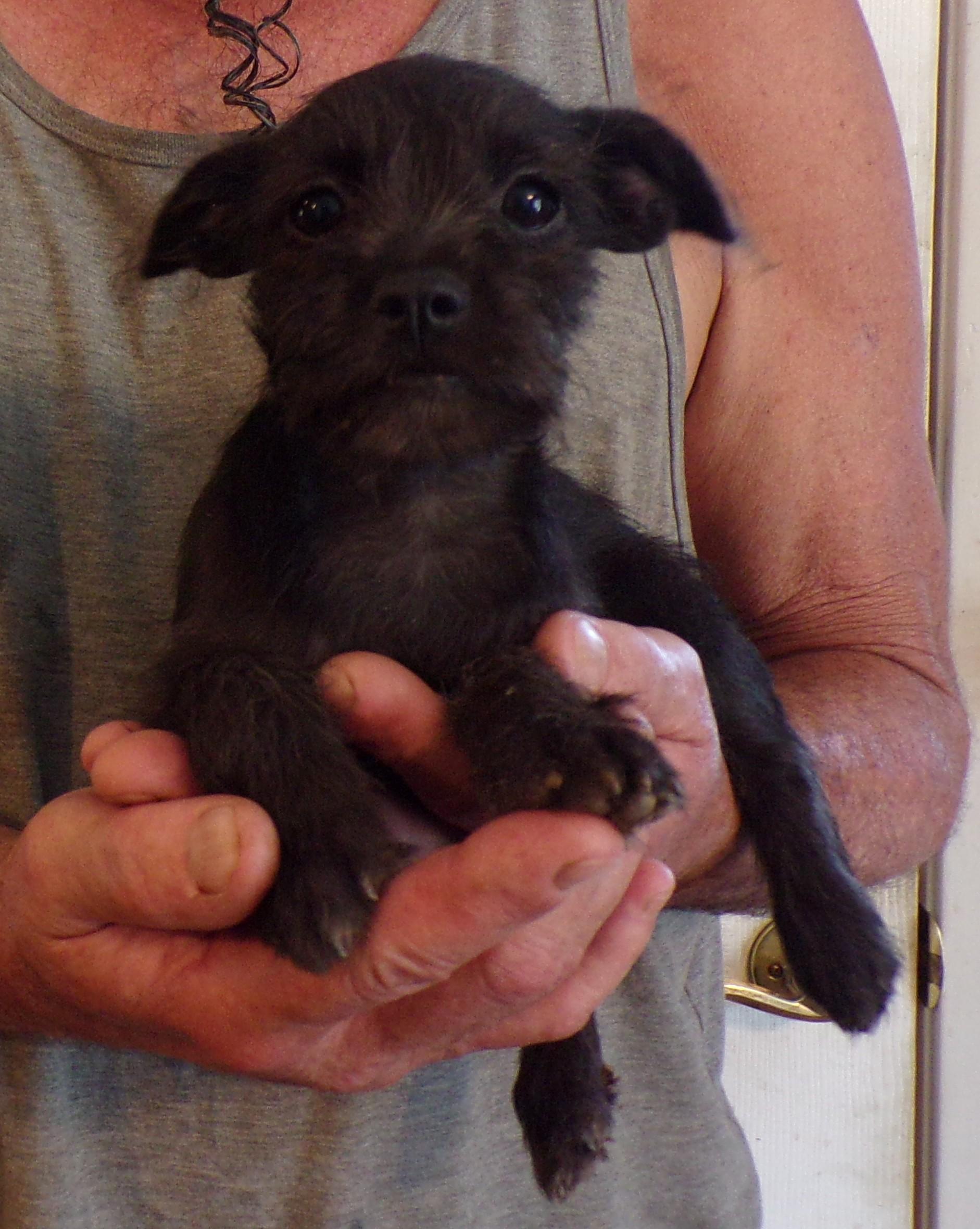 Enlarge HATTIE, a ADOPTABLE mixed breed in Corona, CA image 3/3