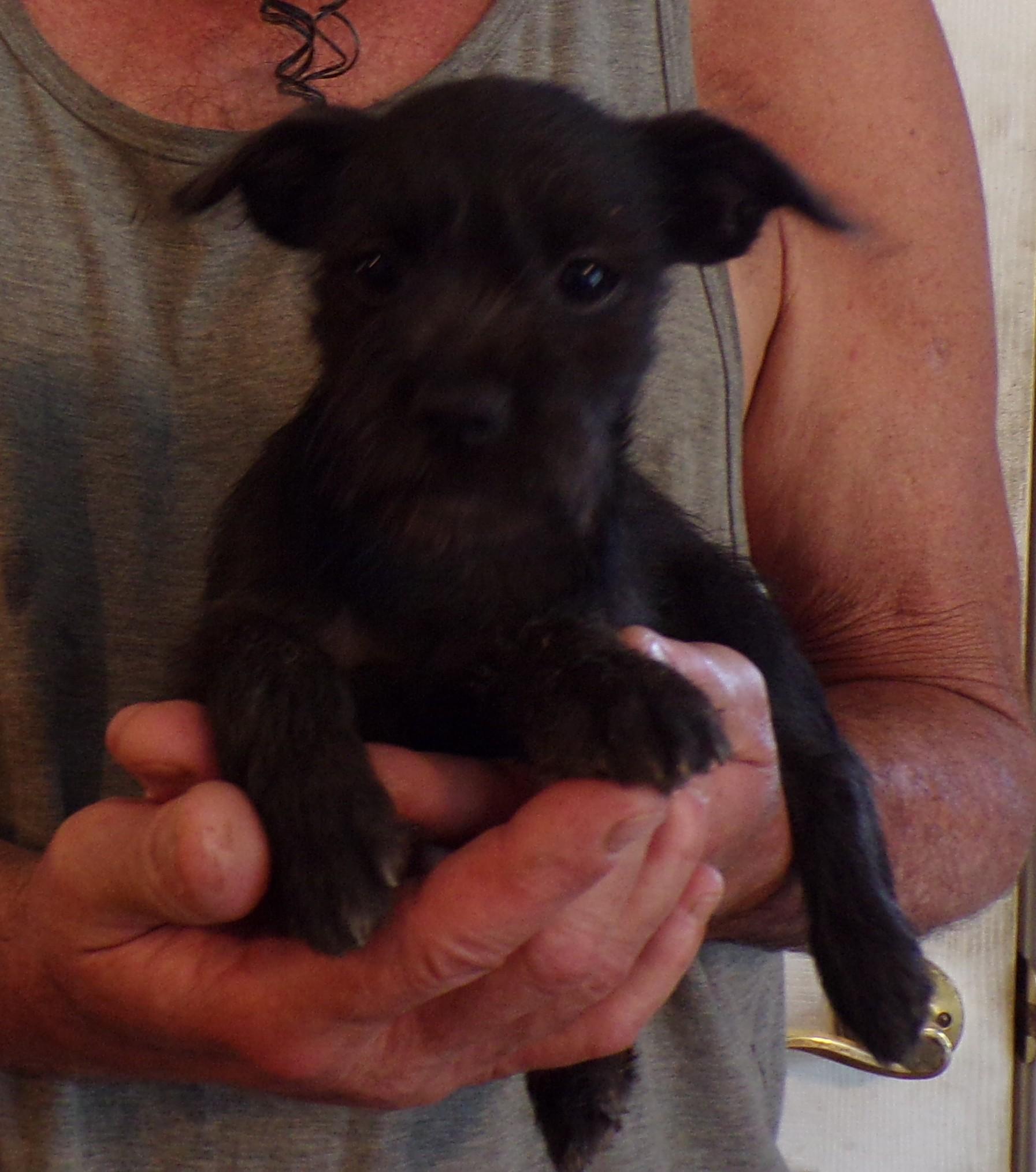Enlarge HATTIE, a ADOPTABLE mixed breed in Corona, CA image 2/3