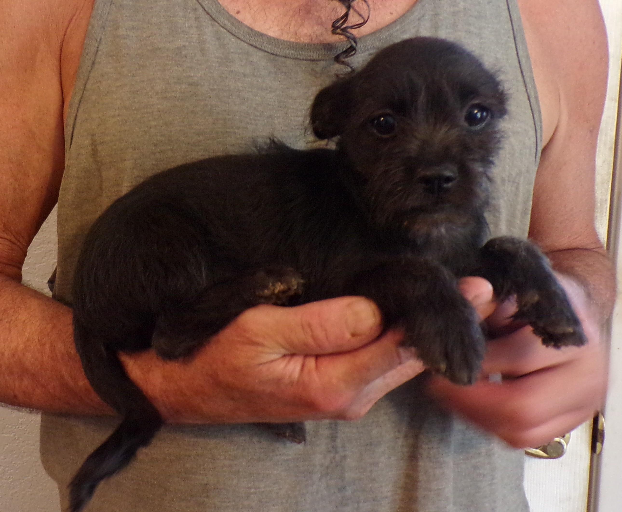 HATTIE, ADOPTABLE, Puppy Female Schnauzer & Chihuahua.