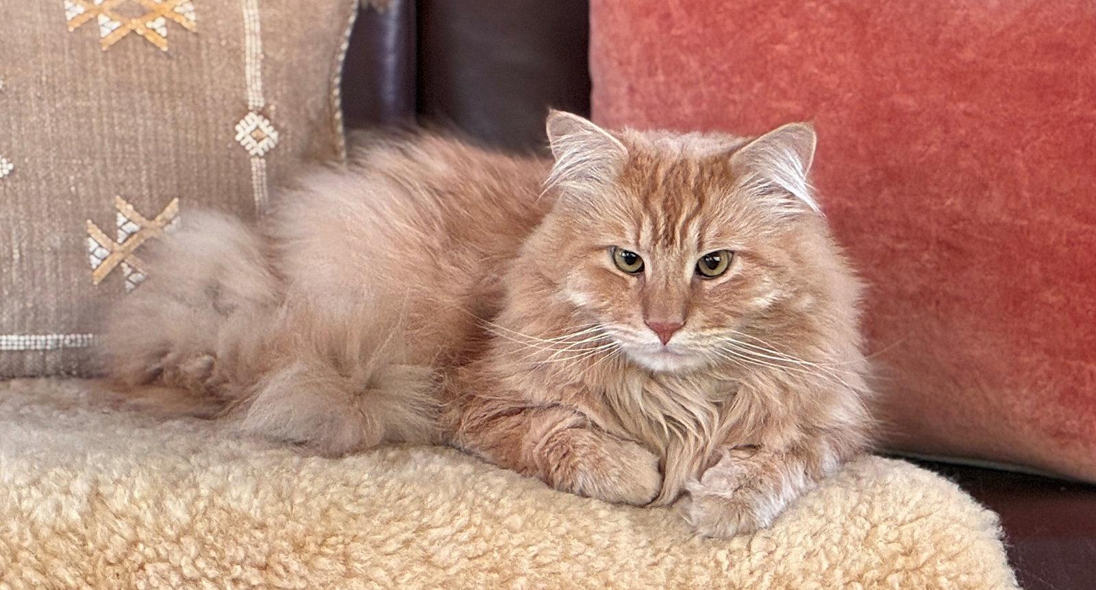 Enlarge LASH #2017 - Offered by Owner - Big & Floofy, a Adoptable mixed breed in Hillsboro, OR image 2/3