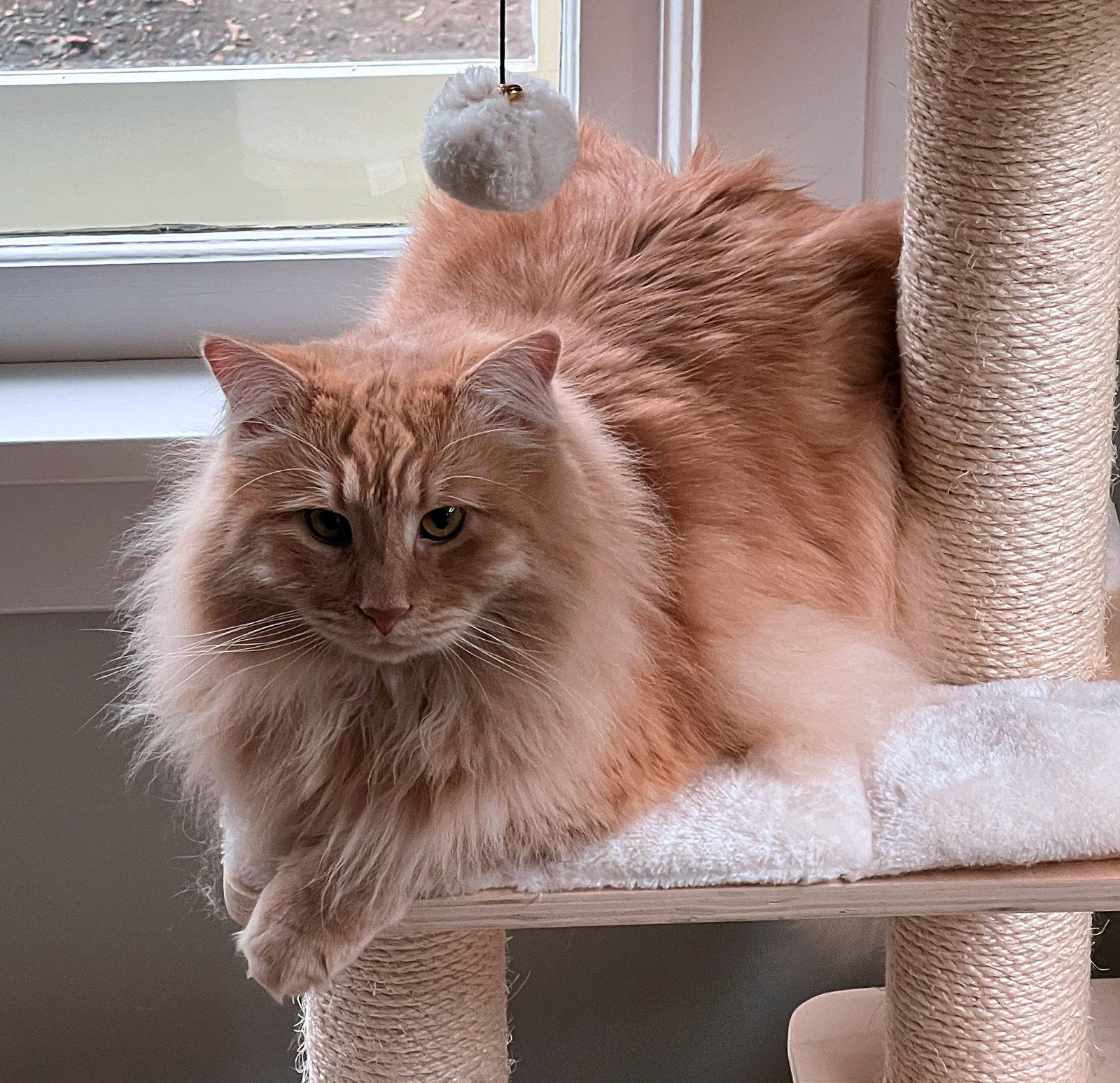 Enlarge LASH #2017 - Offered by Owner - Big & Floofy, a Adoptable mixed breed in Hillsboro, OR image 3/3