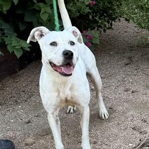 Enlarge Bella, a ADOPTABLE mixed breed in Williston, VT image 1/6