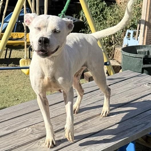 Enlarge Bella, a ADOPTABLE mixed breed in Williston, VT image 4/6
