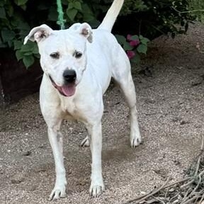 Enlarge Bella, a ADOPTABLE mixed breed in Williston, VT image 3/6