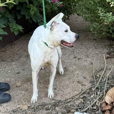 Enlarge Bella, a ADOPTABLE mixed breed in Williston, VT image 6/6