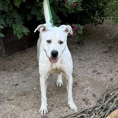 Enlarge Bella, a ADOPTABLE mixed breed in Williston, VT image 5/6