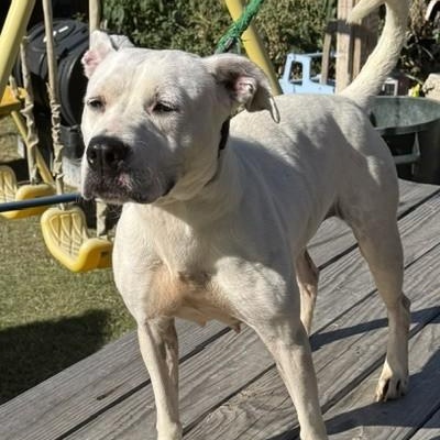 Enlarge Bella, a ADOPTABLE mixed breed in Williston, VT image 2/6