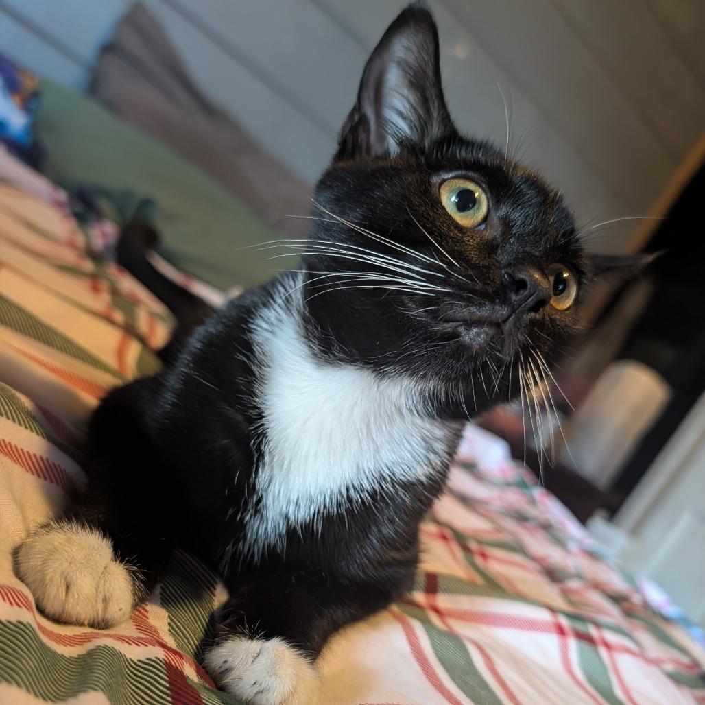 Enlarge Pepsi, a Adoptable American Shorthair in Melbourne, KY image 1/1