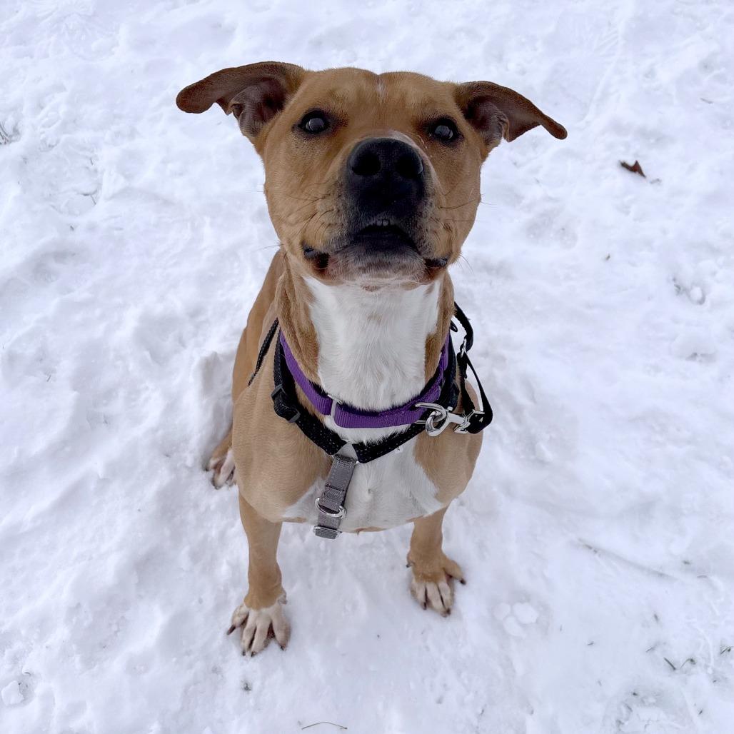 Enlarge Zamboni, a Adoptable Mixed Breed in South Burlington, VT image 1/6