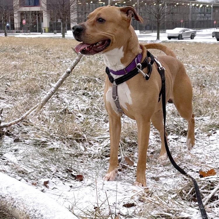 Zamboni, Adoptable, Adult Male Mixed Breed.