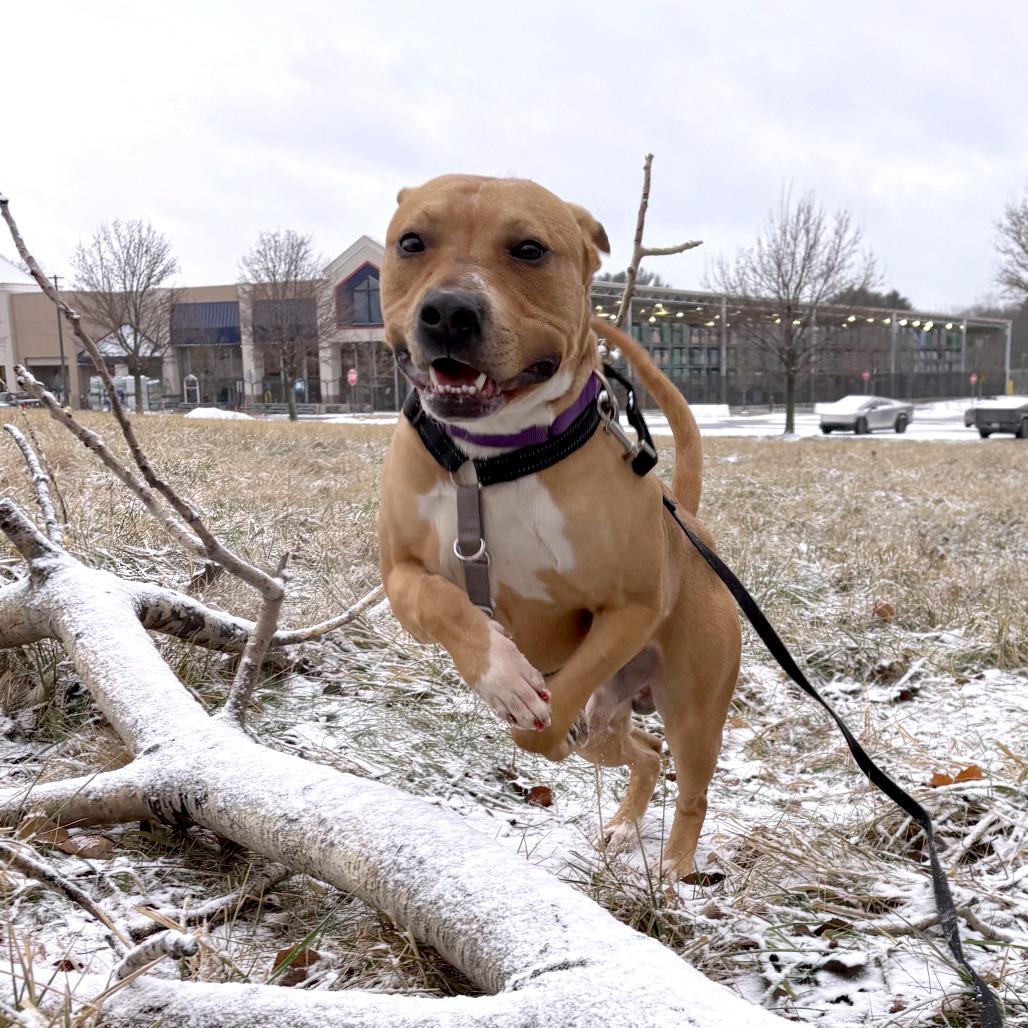 Enlarge Zamboni, a Adoptable Mixed Breed in South Burlington, VT image 2/6