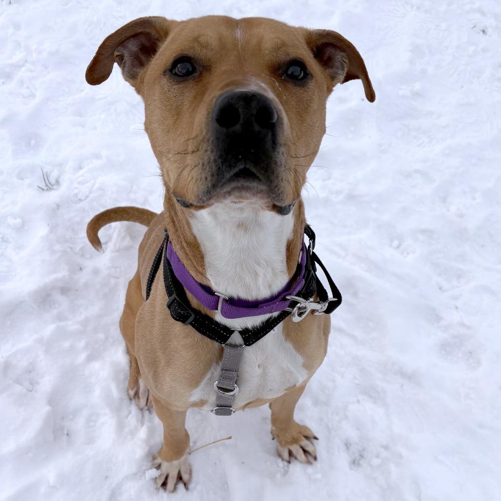 Enlarge Zamboni, a Adoptable Mixed Breed in South Burlington, VT image 4/6